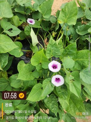 이순영님의 고구마 · 영농일지 작성글 사진