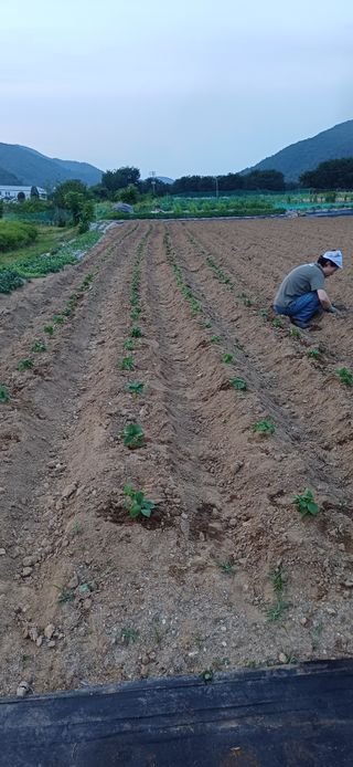 남궁봉님의 들깨 · 영농일지 작성글 사진