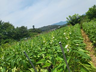 전선경님의 기타작물 · 영농일지 작성글 사진