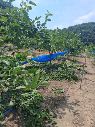 류남열님의 기타작물 · 영농일지 작성글 사진