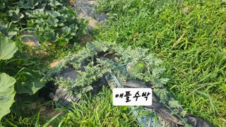최석주님의 기타작물 · 영농일지 작성글 사진