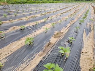 작은세우님의 들깨 · 영농일지 작성글 사진