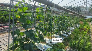 최석주님의 기타작물 · 영농일지 작성글 사진