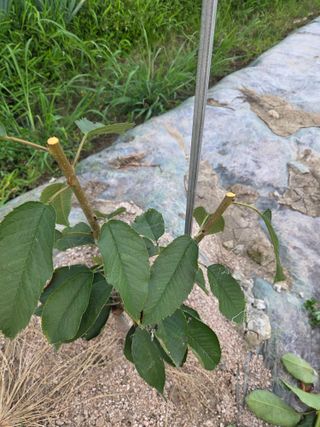 정영석님의 기타작물 · 영농일지 작성글 사진
