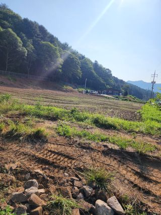강정아님의 사과 · 영농일지 작성글 사진