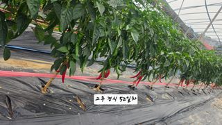 최석주님의 기타작물 · 영농일지 작성글 사진