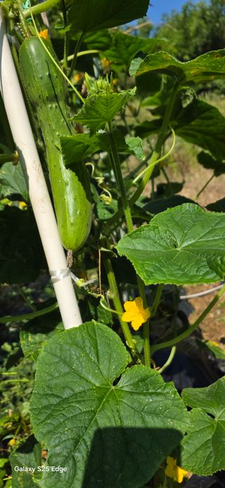 경주농장님의 토마토 · 영농일지 작성글 사진