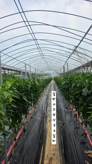 최석주님의 기타작물 · 영농일지 작성글 사진