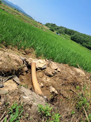 이복길님의 벼 · 영농일지 작성글 사진