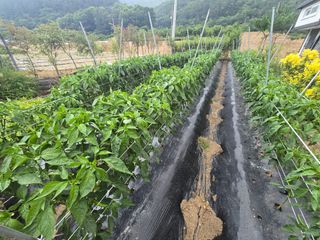 김진환님의 고추 · 영농일지 작성글 사진