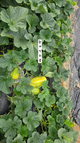 최석주님의 기타작물 · 영농일지 작성글 사진