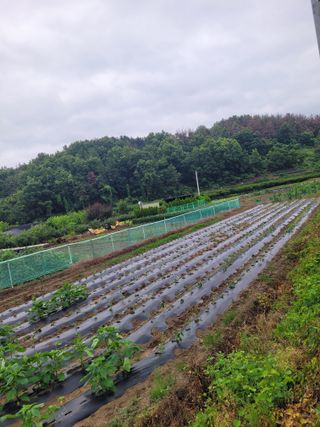남명호님의 들깨 · 영농일지 작성글 사진