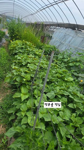 최석주님의 기타작물 · 영농일지 작성글 사진