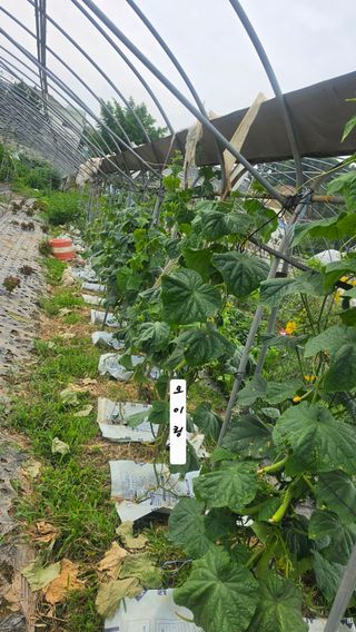 최석주님의 기타작물 · 영농일지 작성글 사진