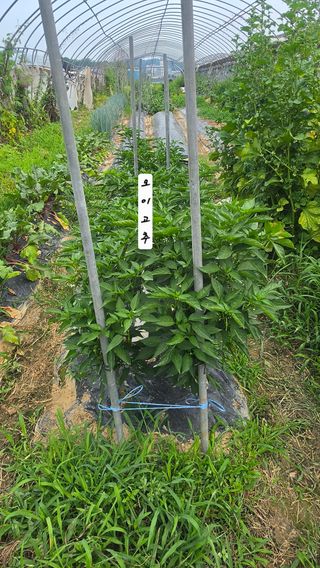 최석주님의 기타작물 · 영농일지 작성글 사진