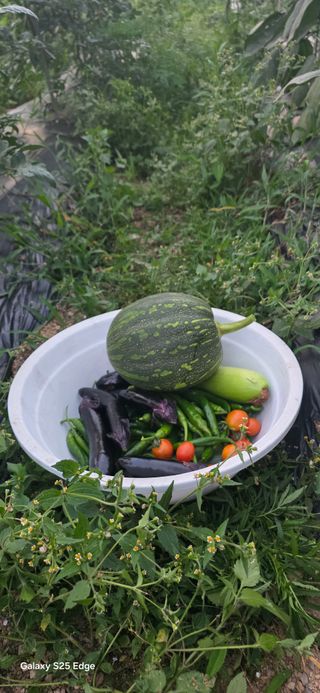 경주농장님의 토마토 · 영농일지 작성글 사진