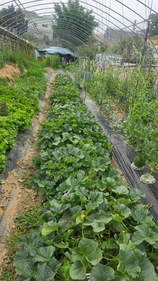 최석주님의 기타작물 · 영농일지 작성글 사진