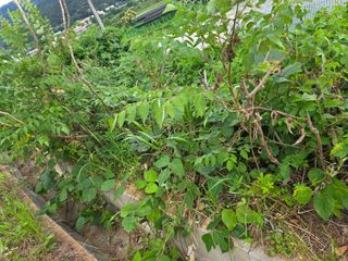 플러스밸류님의 두릅 · 영농일지 작성글 사진