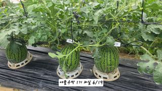 최석주님의 기타작물 · 영농일지 작성글 사진