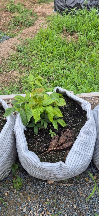 달맞이할배님의 기타작물 · 영농일지 작성글 사진
