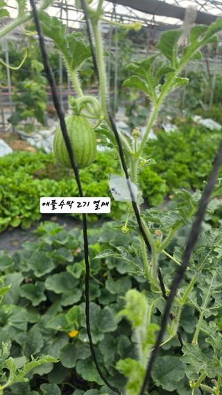 최석주님의 기타작물 · 영농일지 작성글 사진