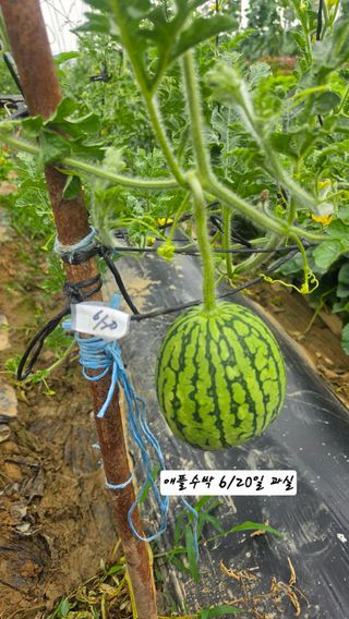 최석주님의 기타작물 · 영농일지 작성글 사진