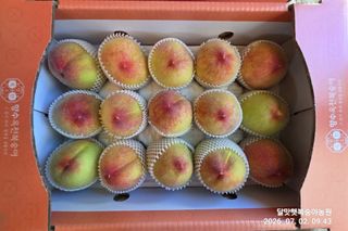 달맛햇복숭아농원님의 복숭아 · 영농일지 작성글 사진