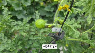 최석주님의 기타작물 · 영농일지 작성글 사진