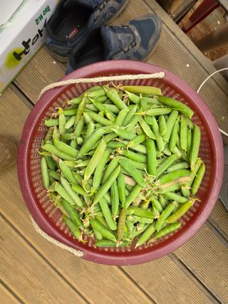 정천복님의 기타작물 · 영농일지 작성글 사진