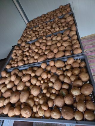 뚜비맘님의 감자 · 영농일지 작성글 사진