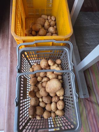 뚜비맘님의 감자 · 영농일지 작성글 사진