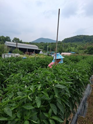 영수농원님의 기타작물 · 영농일지 작성글 사진