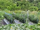 하중규(고추 재배)님의 작성글 사진