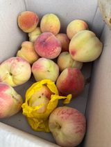 팜모닝 기타작물·영농일지 게시글 이미지