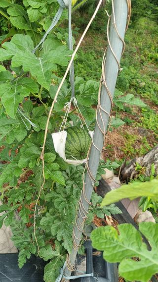 김동명님의 기타작물 · 영농일지 작성글 사진