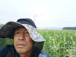 최강식님의 옥수수 · 영농일지 작성글 사진
