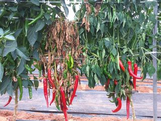 박웅님의 고추 · 영농일지 작성글 사진