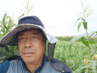 최강식님의 옥수수 · 영농일지 작성글 사진