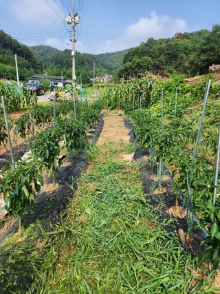 강정아님의 고추 · 영농일지 작성글 사진