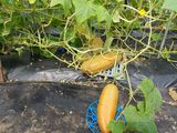 팜모닝 고추·영농일지 게시글 이미지