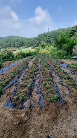 마음이부자인집님의 기타작물 · 영농일지 작성글 사진