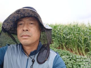 최강식님의 옥수수 · 영농일지 작성글 사진