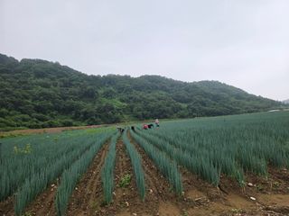 엄재웅님의 기타작물 · 영농일지 작성글 사진