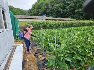 경달현님의 참깨 · 영농일지 작성글 사진