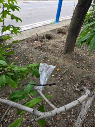 김용대님의 기타작물 · 영농일지 작성글 사진