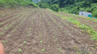 홍광희님의 기타작물 · 영농일지 작성글 사진
