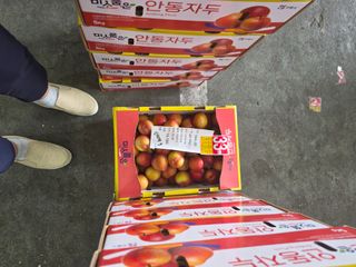 백운농원 님의 기타작물 · 영농일지 작성글 사진