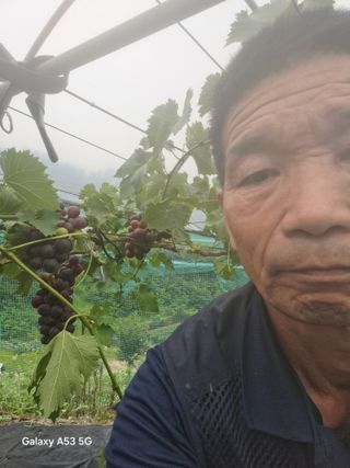 조연만님의 포도 · 영농일지 작성글 사진