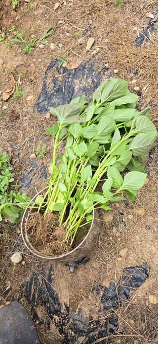 돌복숭아님의 기타작물 · 영농일지 작성글 사진