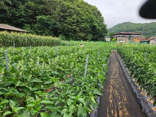 경달현님의 참깨 · 영농일지 작성글 사진